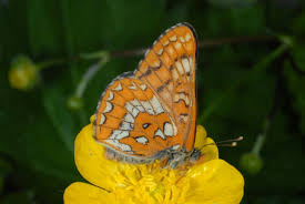 Attēlu rezultāti vaicājumam “Euphydryas maturna upperside”