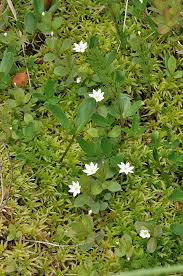 Attēlu rezultāti vaicājumam “Trientalis europaea bud”