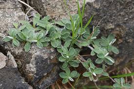 Attēlu rezultāti vaicājumam “Erysimum hieracifolium leaf”
