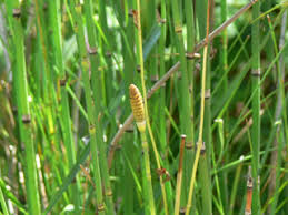 Attēlu rezultāti vaicājumam “Equisetum hyemale”