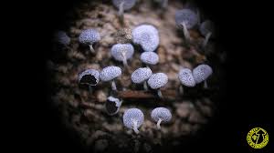 Attēlu rezultāti vaicājumam “Physarum leucophaeum”