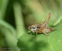 Attēlu rezultāti vaicājumam “Metrioptera roeselii”