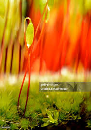 Attēlu rezultāti vaicājumam “Amblystegium serpens sporophyte”