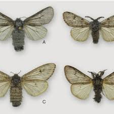 Attēlu rezultāti vaicājumam “Gynaephora selenitica larva”