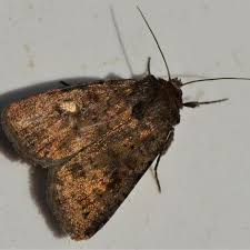 Attēlu rezultāti vaicājumam “Caradrina morpheus”