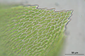 Attēlu rezultāti vaicājumam “Eurhynchium angustirete”