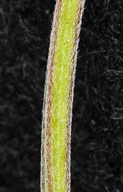 Attēlu rezultāti vaicājumam “Epilobium palustre fruit”