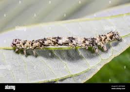 Attēlu rezultāti vaicājumam “Laspeyria flexula”