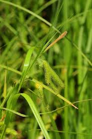 Attēlu rezultāti vaicājumam “Carex pseudocyperus”