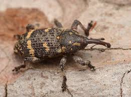 Attēlu rezultāti vaicājumam “Pissodes piniphilus”