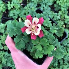 Image result for Aquilegia caerulea