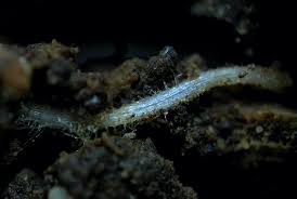 Attēlu rezultāti vaicājumam “Schistidium robustum sporophyte”