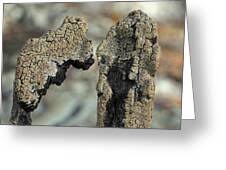 Attēlu rezultāti vaicājumam “Hypocenomyce scalaris”