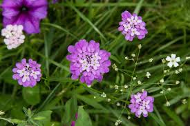 Image result for Iberis umbellata