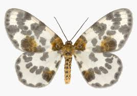 Attēlu rezultāti vaicājumam “Abraxas sylvata larva”