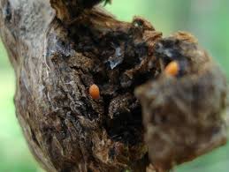 Attēlu rezultāti vaicājumam “Lasioptera rubi”