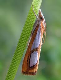 Attēlu rezultāti vaicājumam “Catoptria margaritella”