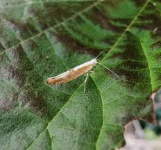 Attēlu rezultāti vaicājumam “Argyresthia spinosella”