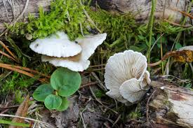 Attēlu rezultāti vaicājumam “Crepidotus versutus”