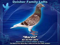 Image result for Abbeyton & Broomfield Racing Pigeons