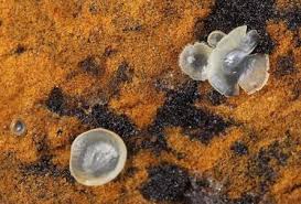 Attēlu rezultāti vaicājumam “Hyalorbilia inflatula”