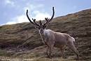 Barren Ground Caribou - wild Reindeer, Denali National Park ...