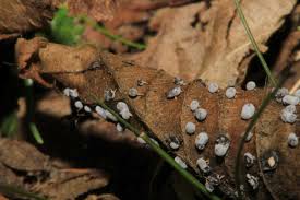 Attēlu rezultāti vaicājumam “Didymium squamulosum macro”