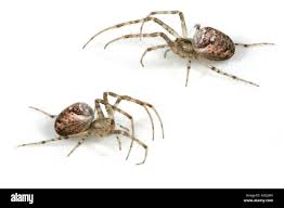 Attēlu rezultāti vaicājumam “Metellina segmentata”