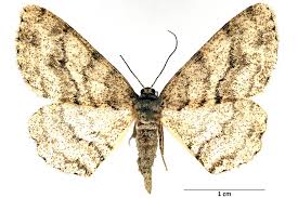 Attēlu rezultāti vaicājumam “Ectropis crepuscularia”