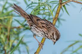 Image result for Melospiza melodia