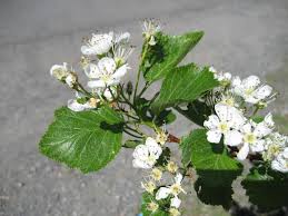 Attēlu rezultāti vaicājumam “Crataegus macracantha flower”
