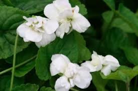 Attēlu rezultāti vaicājumam “Viola x williamsii flower”