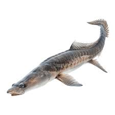 Image result for Acipenser oxyrinchus oxyrinchus