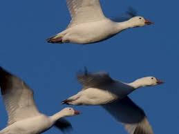 Image result for Anser caerulescens