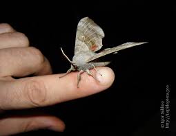 Attēlu rezultāti vaicājumam “Laothoe populi imago”