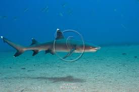 Image result for Triaenodon obesus