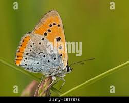 Attēlu rezultāti vaicājumam “Lycaena dispar underside”