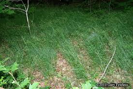 Attēlu rezultāti vaicājumam “Poa nemoralis fruit”