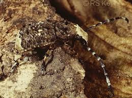 Attēlu rezultāti vaicājumam “Platystomos albinus”