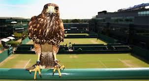 Image result for Wimbledon Hawks