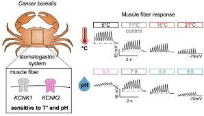 Image result for Cancer borealis