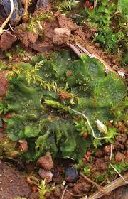 Attēlu rezultāti vaicājumam “Phaeoceros laevis subsp. carolinianus”