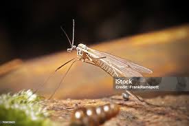 Attēlu rezultāti vaicājumam “Trichocera”