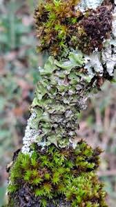 Attēlu rezultāti vaicājumam “Pleurosticta acetabulum”