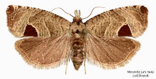 Attēlu rezultāti vaicājumam “Notocelia uddmanniana”