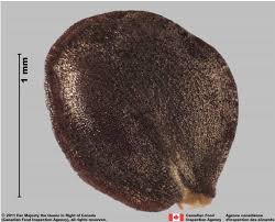 Attēlu rezultāti vaicājumam “Berteroa incana fruit”