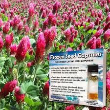 Image result for Trifolium incarnatum