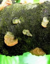 Attēlu rezultāti vaicājumam “Craterocolla cerasi”