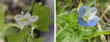 Attēlu rezultāti vaicājumam “Veronica persica fruit”