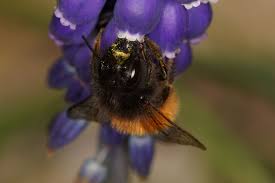 Attēlu rezultāti vaicājumam “Bombus lapidarius”